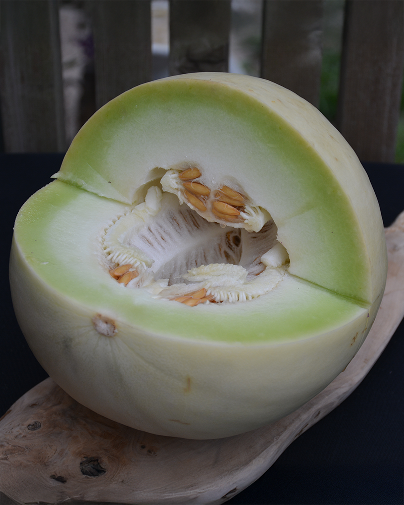 Honeydew Green Flesh 4"