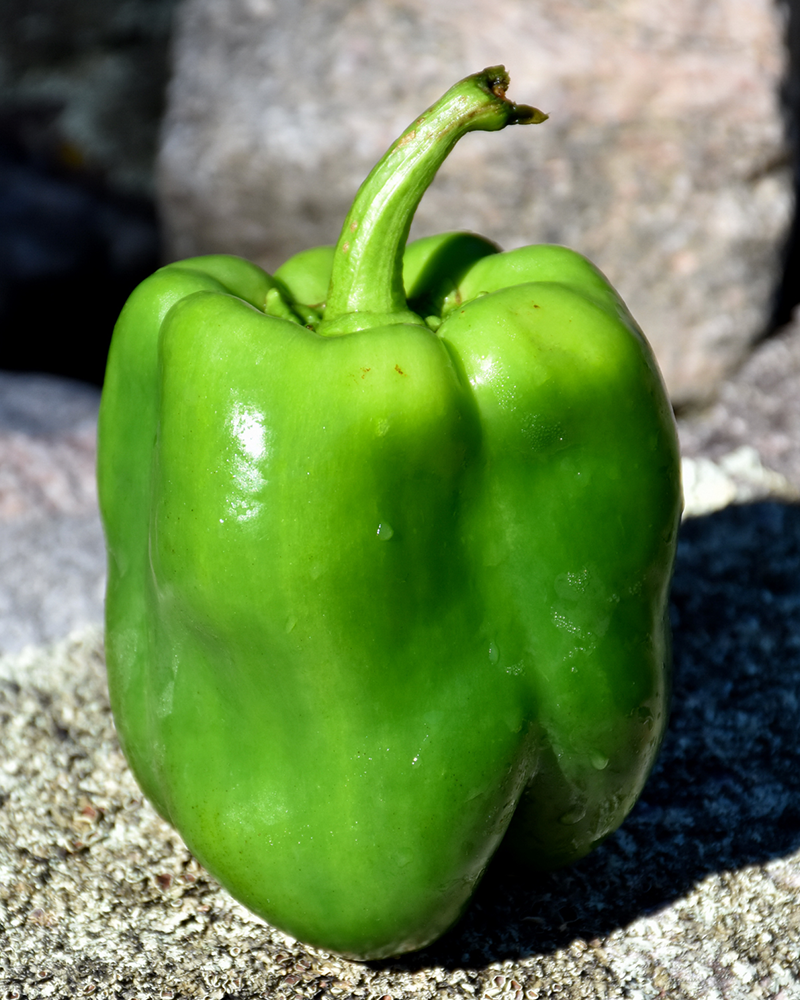 Pepper Better Belle V 4"