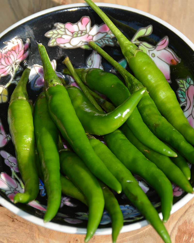 Pepper Serrano Hot 4"