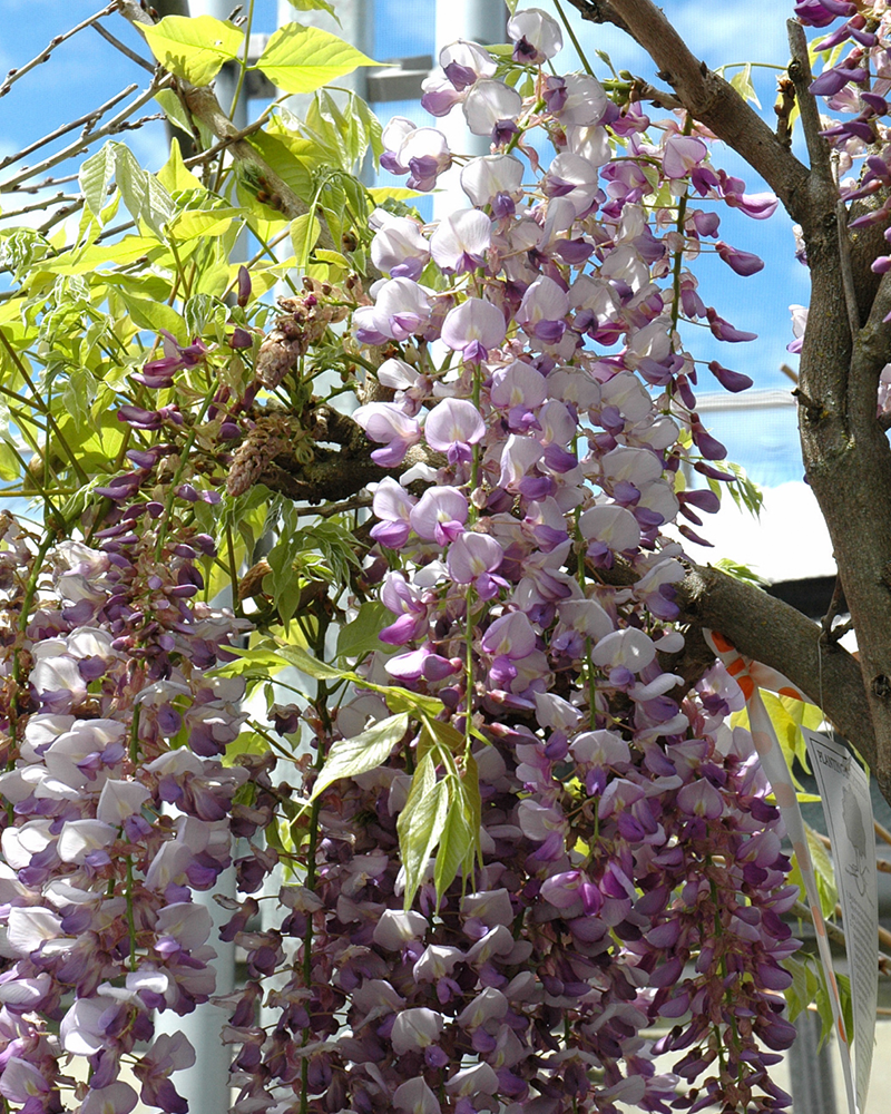 Black Dragon Wisteria #2<br><i>Wisteria floribunda 'Black Dragon'</br></i>