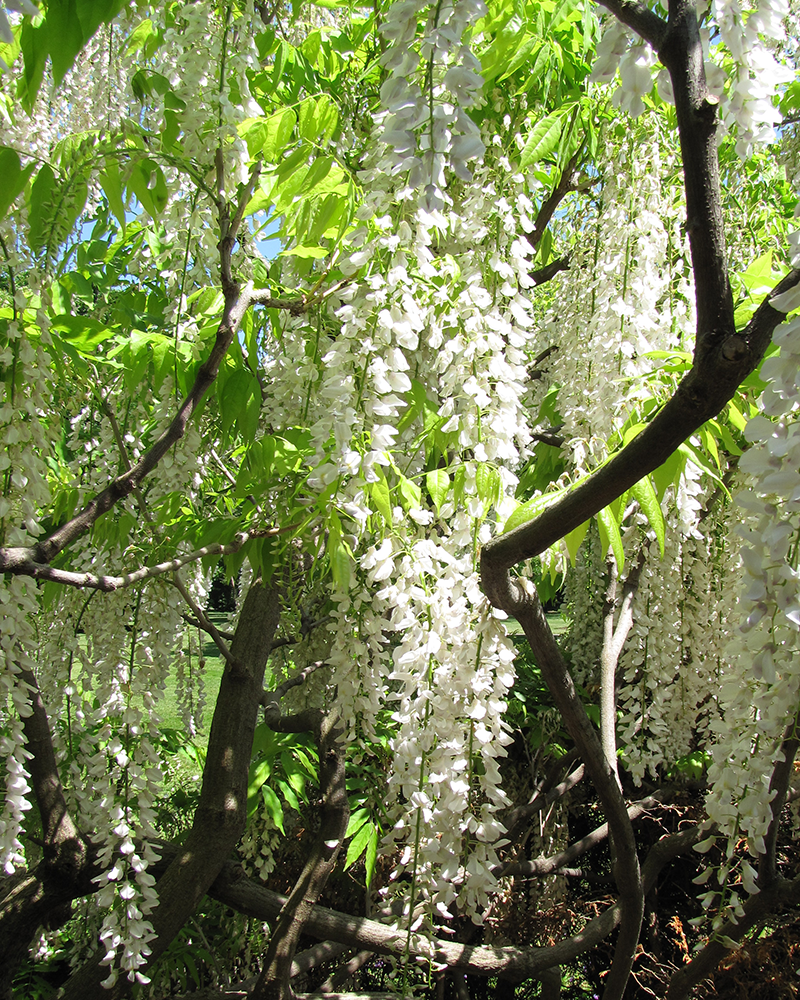 Longissima Alba Wisteria #2<br><i>Wisteria floribunda 'Longissima Alba'</br></i>