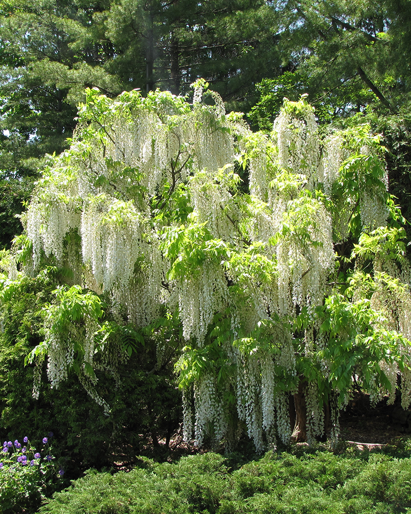 Longissima Alba Wisteria #2<br><i>Wisteria floribunda \'Longissima Alba\'</br></i>