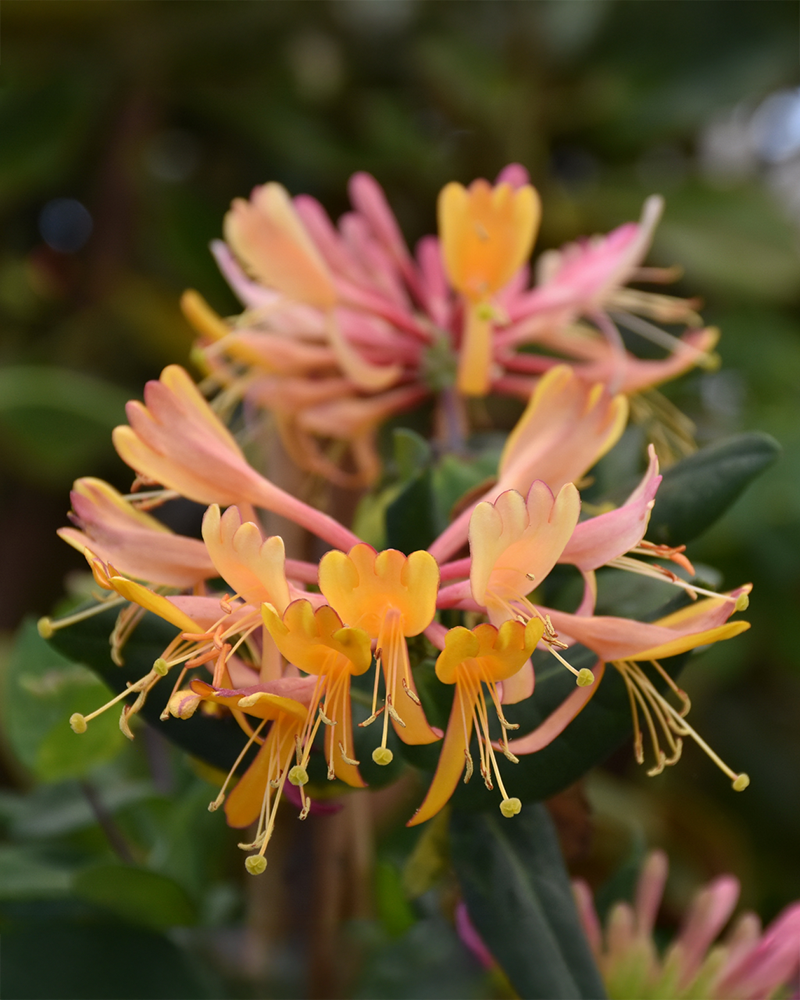 Goldflame Honeysuckle Staked #5<br><i>Lonicera x heckrottii</br></i>