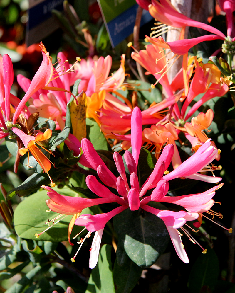 Goldflame Honeysuckle #5<br><i>Lonicera x heckrottii</br></i>