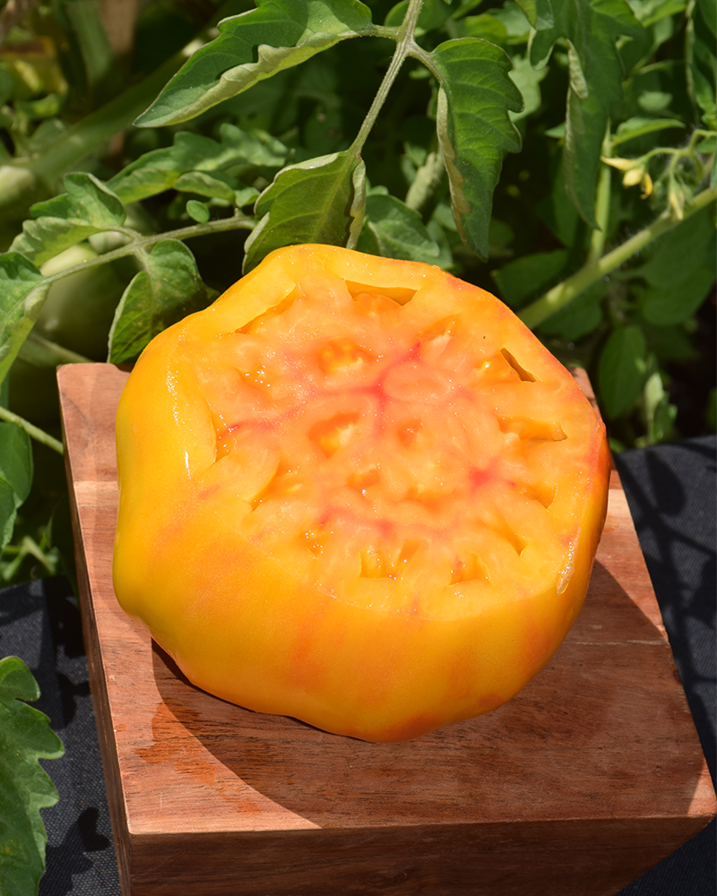 Tomato Pineapple 4"