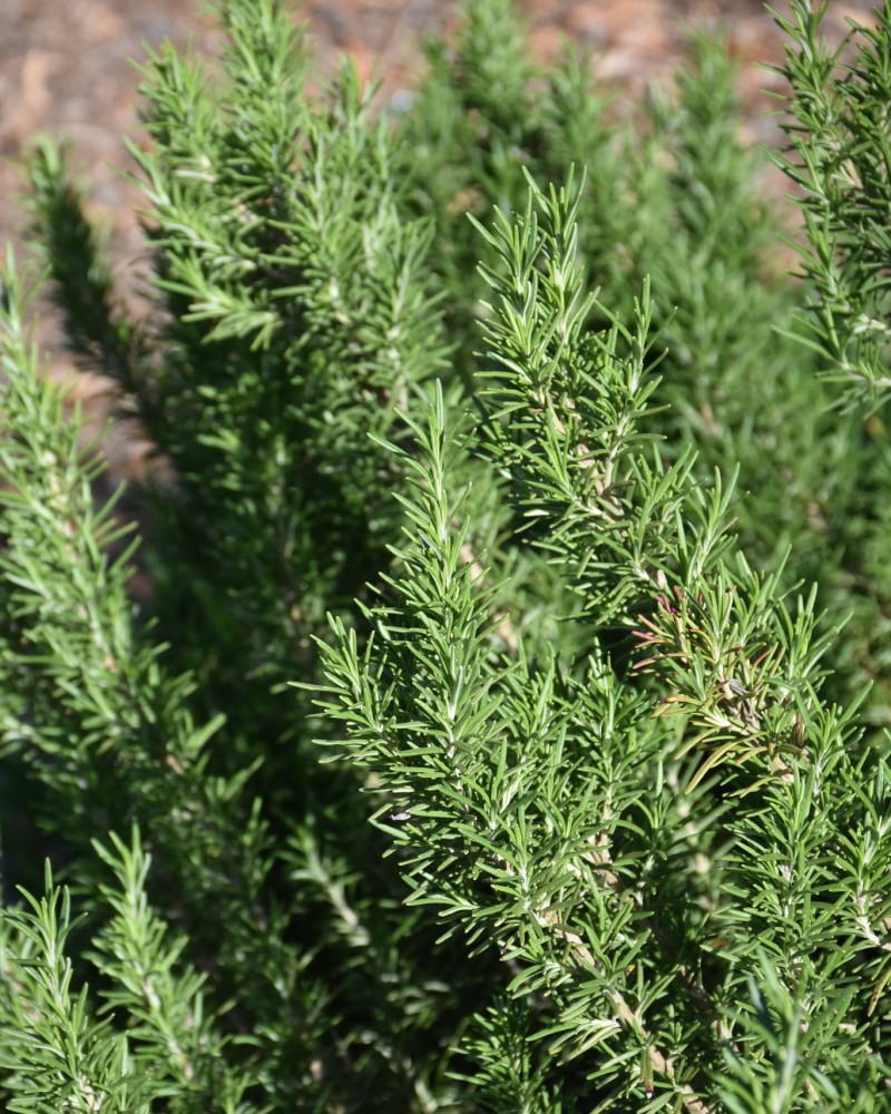 Rosemary 4"