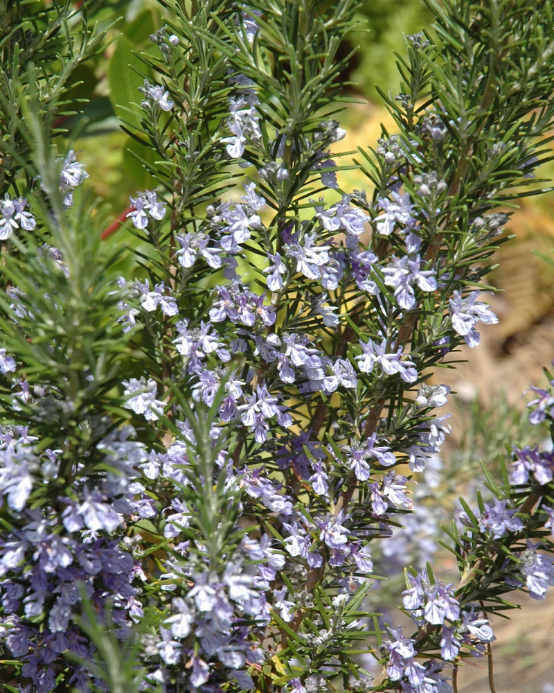 Rosemary 4\"