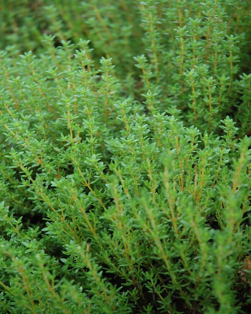 Thyme English 4"