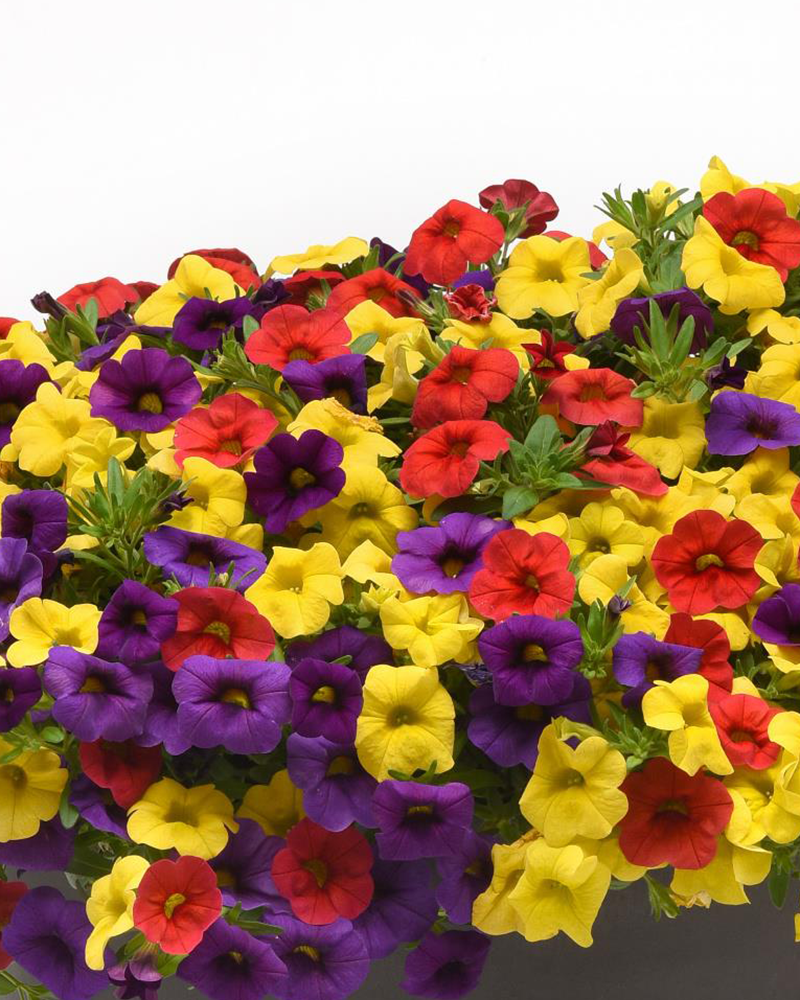 MixMasters Conga Line Patio Pot 10"