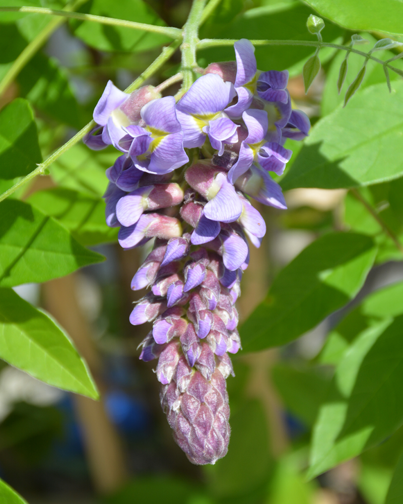 Amethyst Falls Wisteria #2<br><i>Wisteria frutescens 'Amethyst Falls'</br></i>