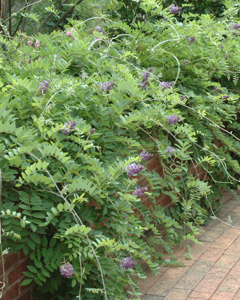Amethyst Falls Wisteria #2<br><i>Wisteria frutescens \'Amethyst Falls\'</br></i>