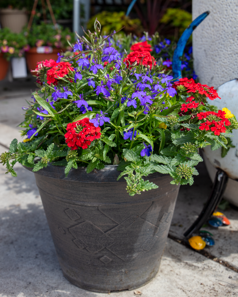 MixMasters Color Magic Patio Pot 12"