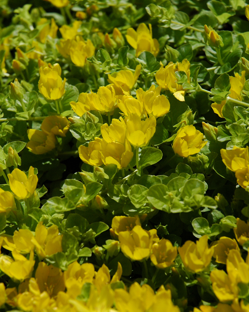 Creeping Jenny 4"<br><i>Lysimachia nummularia</br></i>