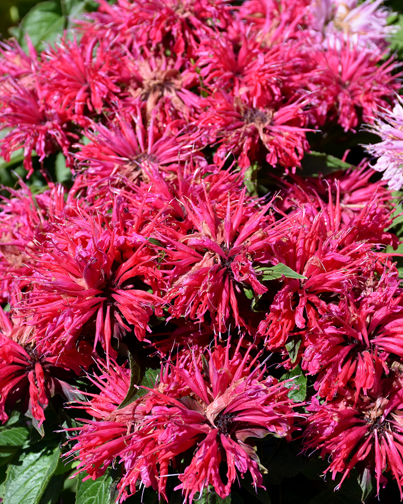 Cherry Pops Beebalm #1<br><i>Monarda 'Cherry Pops'</br></i>
