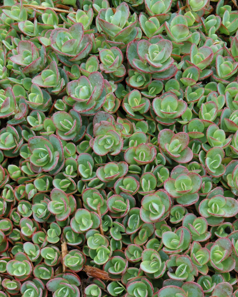 Lime Zinger Stonecrop #1<br><i>Sedum 'Lime Zinger'</br></i>