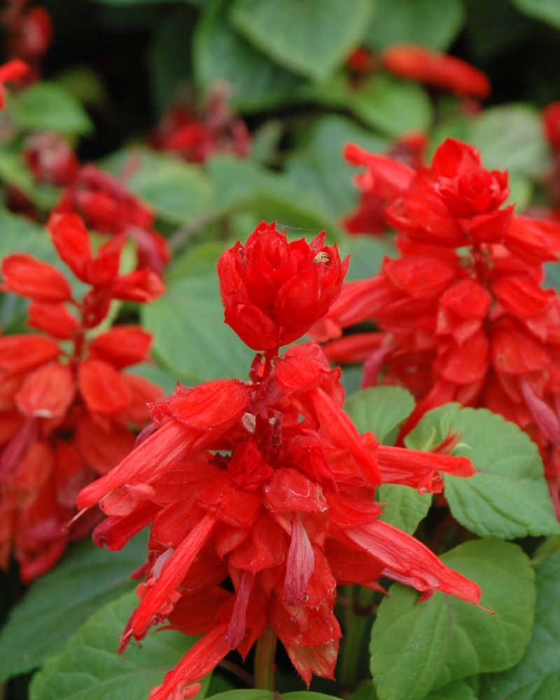 Salvia Red Hot Sally 4"