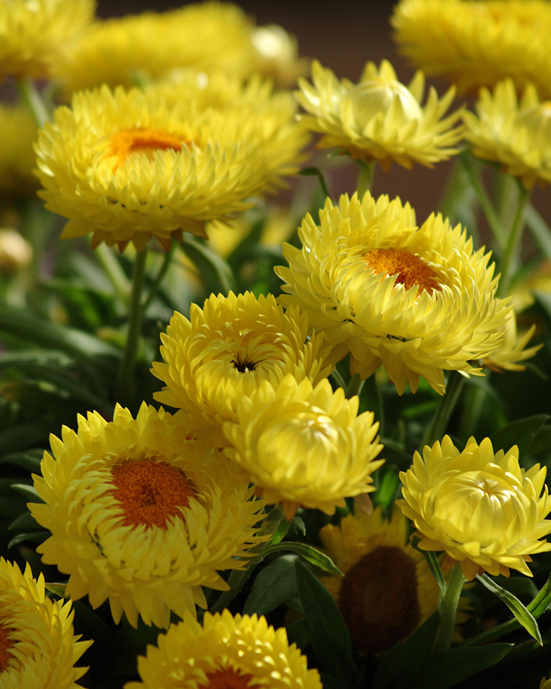 Bracteantha Dreamtime Yellow 4"