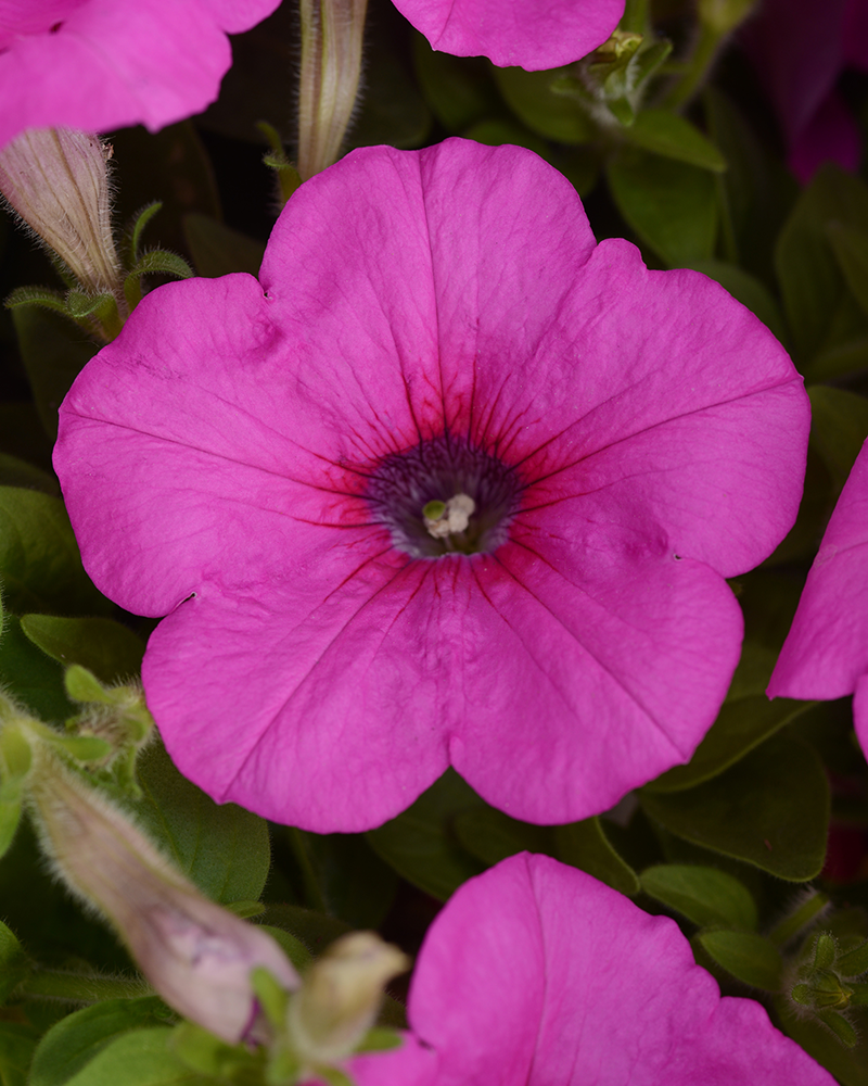 Petunia Easy Wave Neon Rose 4"