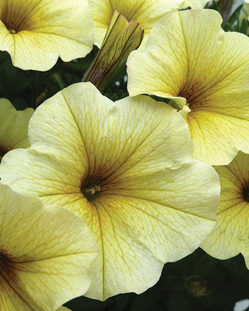 Petchoa SuperCal Light Yellow 4"