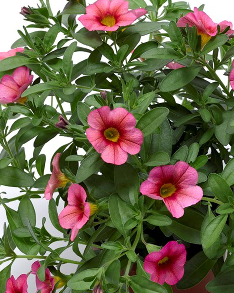 Calibrachoa Callie Coral 4"
