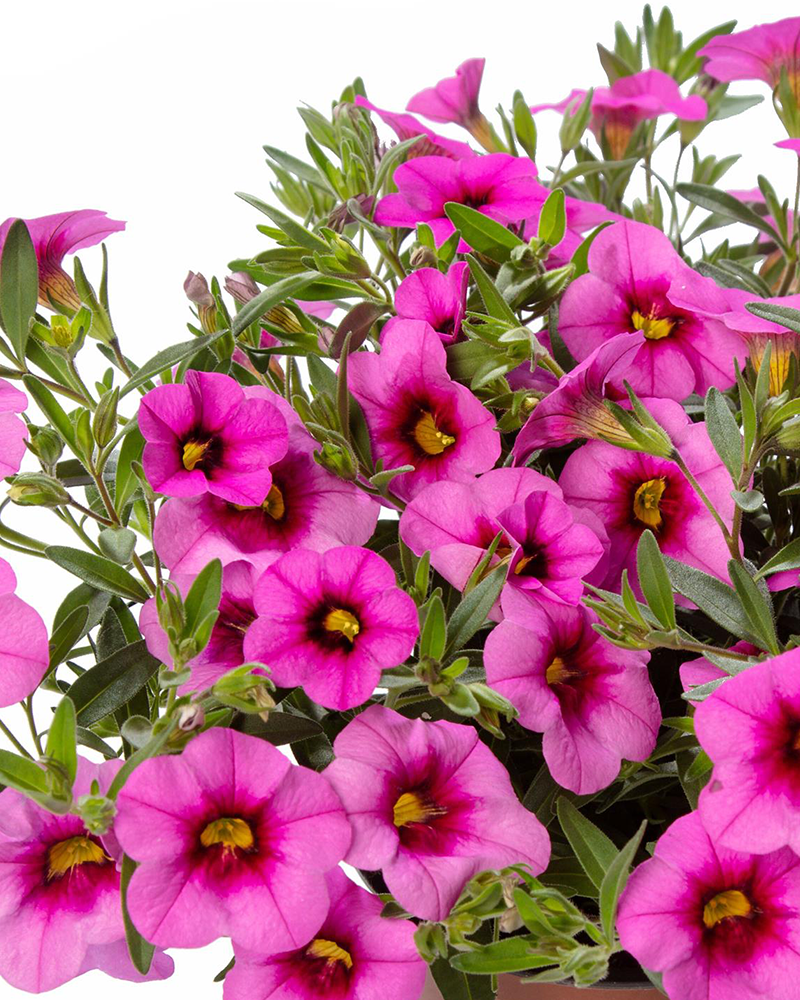 Calibrachoa Callie Hot Pink 4"