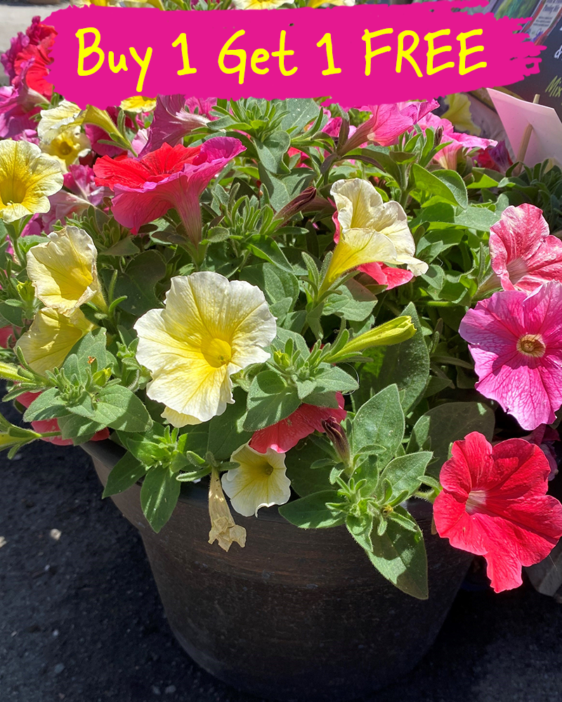 MixMasters Before You Know It Patio Pot 12"