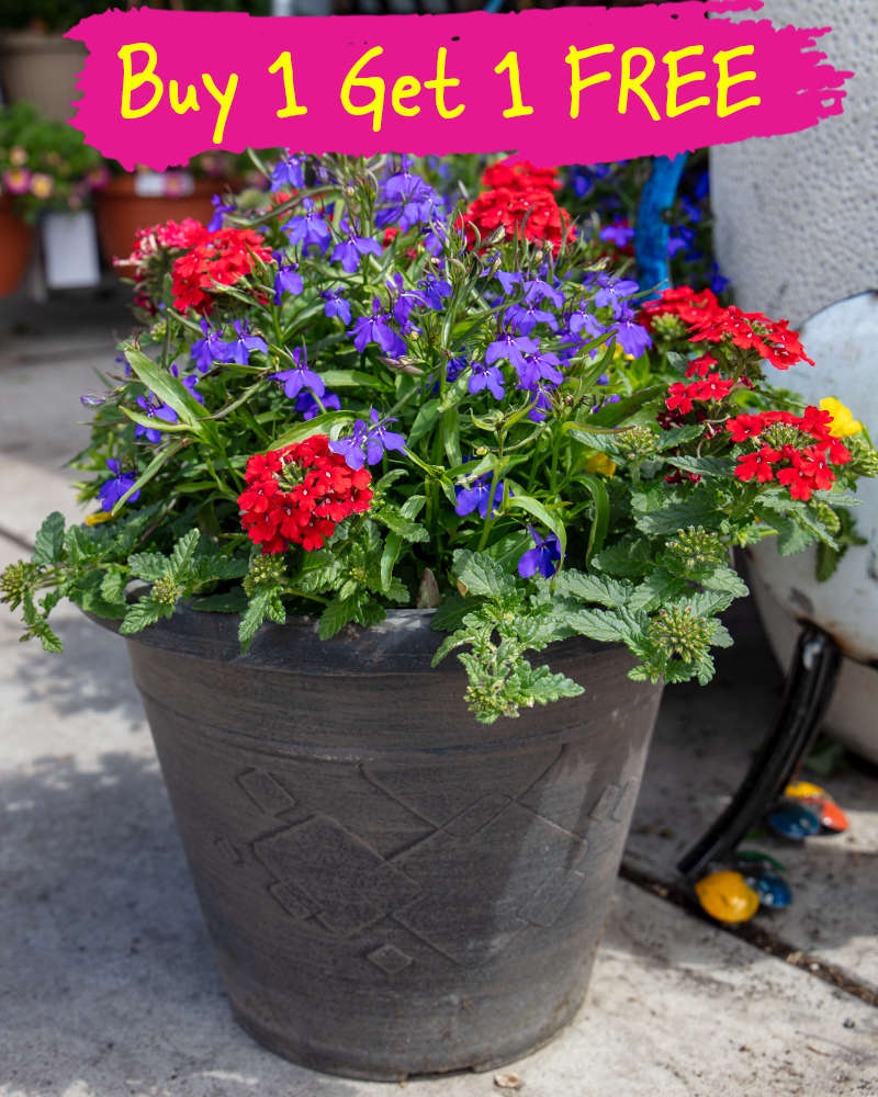 MixMasters Color Magic Patio Pot 12"