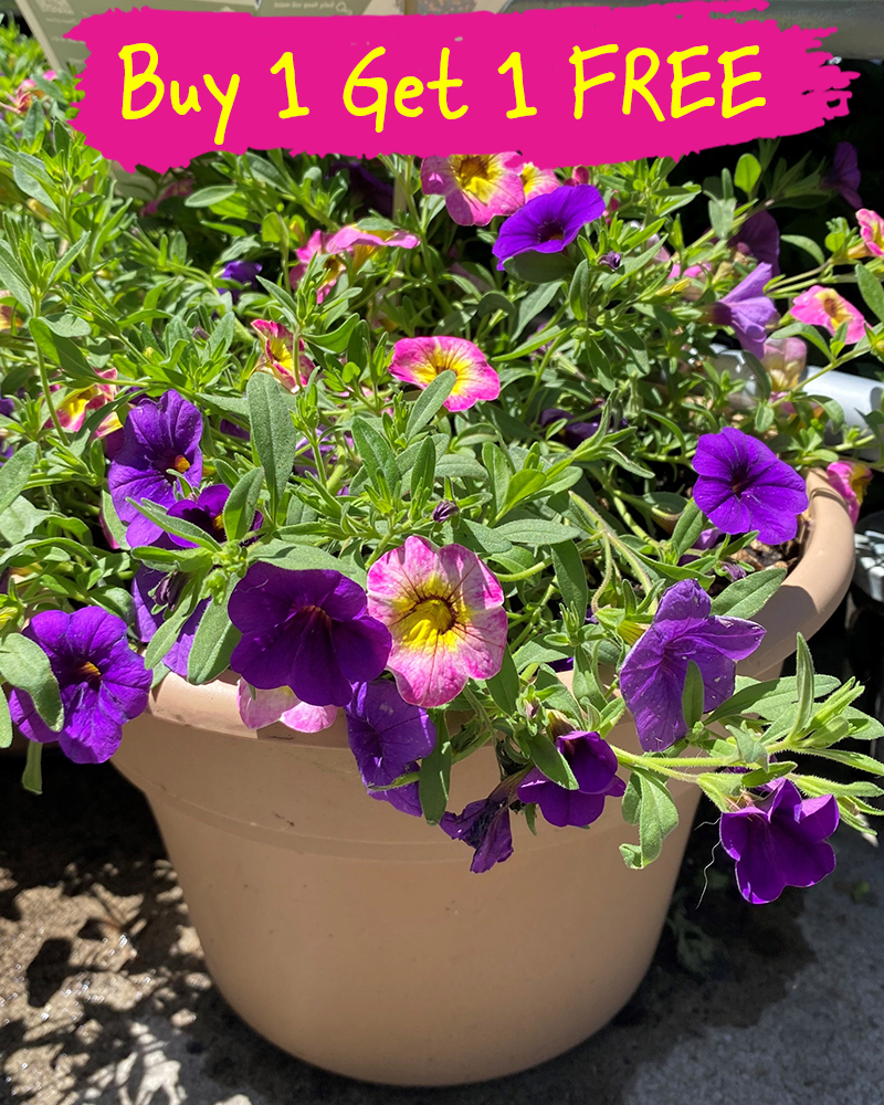 MixMasters Diva La Vida Patio Pot 10"