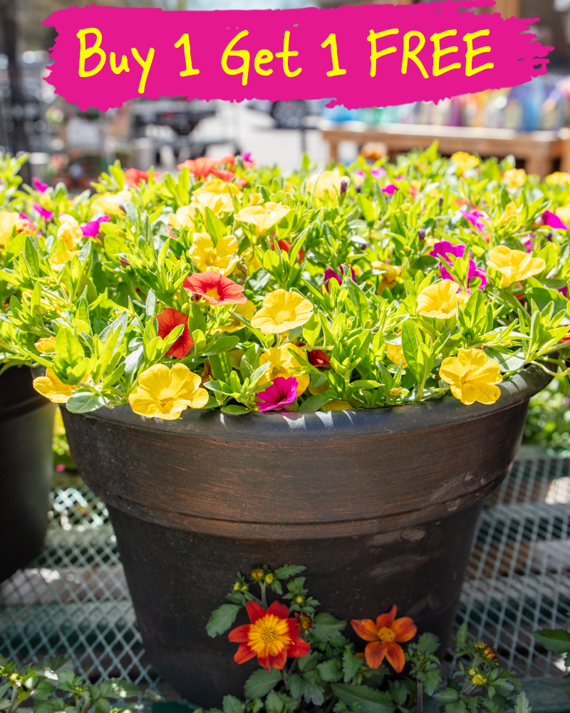 MixMasters Fruit Cocktail Patio Pot 12"