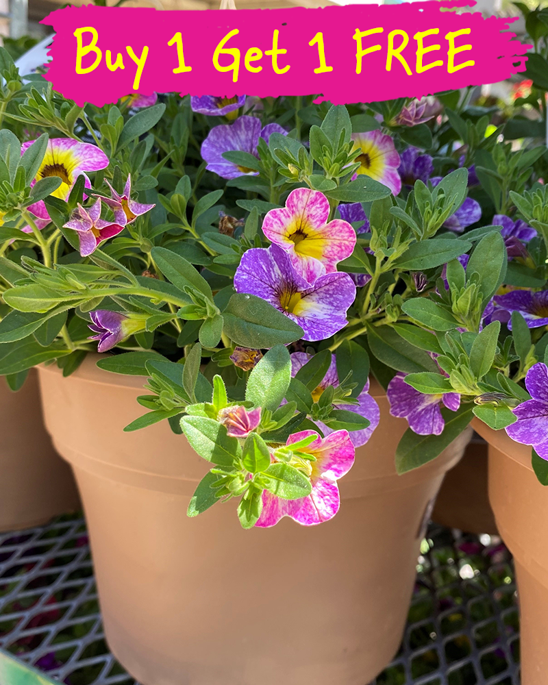MixMasters Pretty Pastels Patio Pot 10"