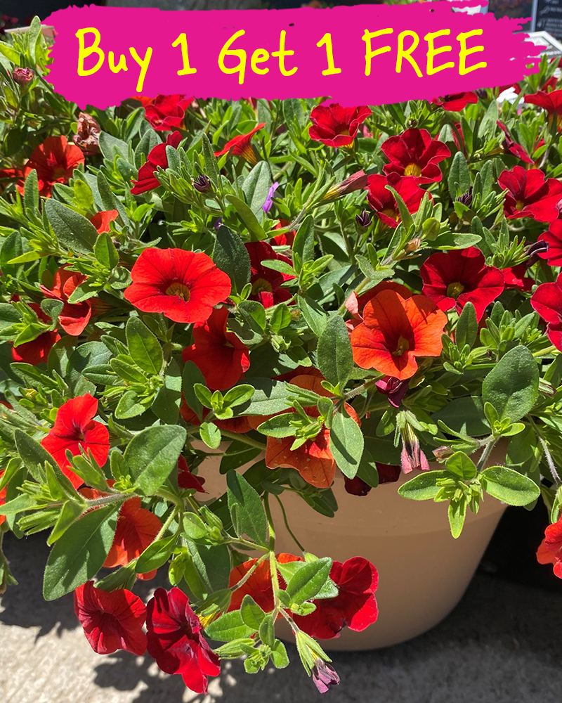MixMasters Laguna Beach Patio Pot 10"