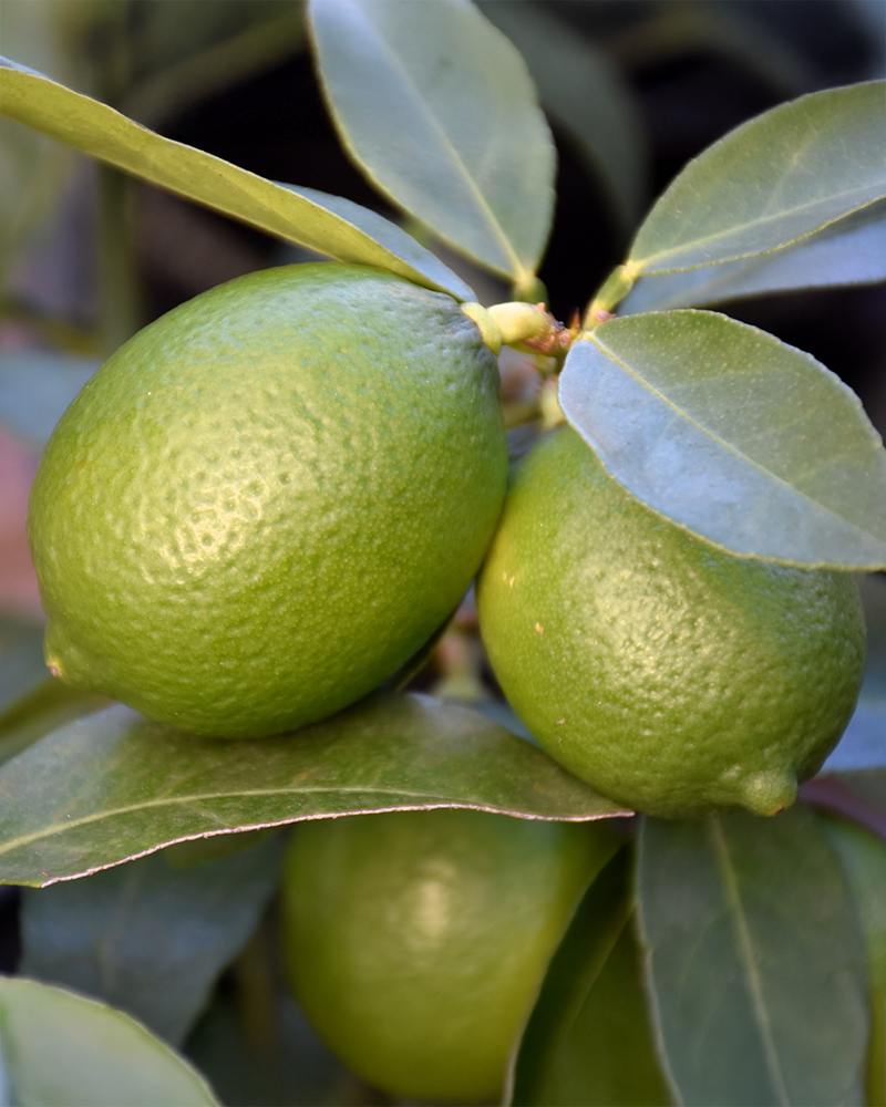 Citrus Bearss Lime 12"