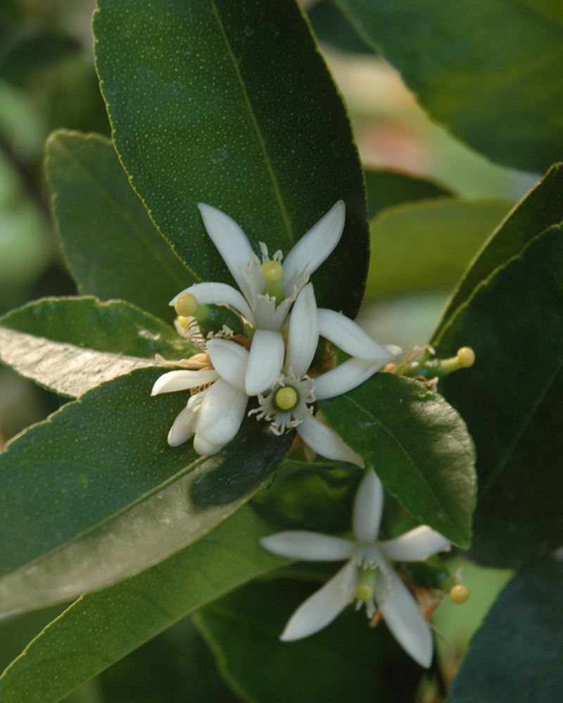 Citrus Bearss Lime 6\"x12\"
