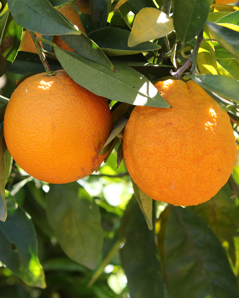 Citrus Washington Navel Orange 4x9"