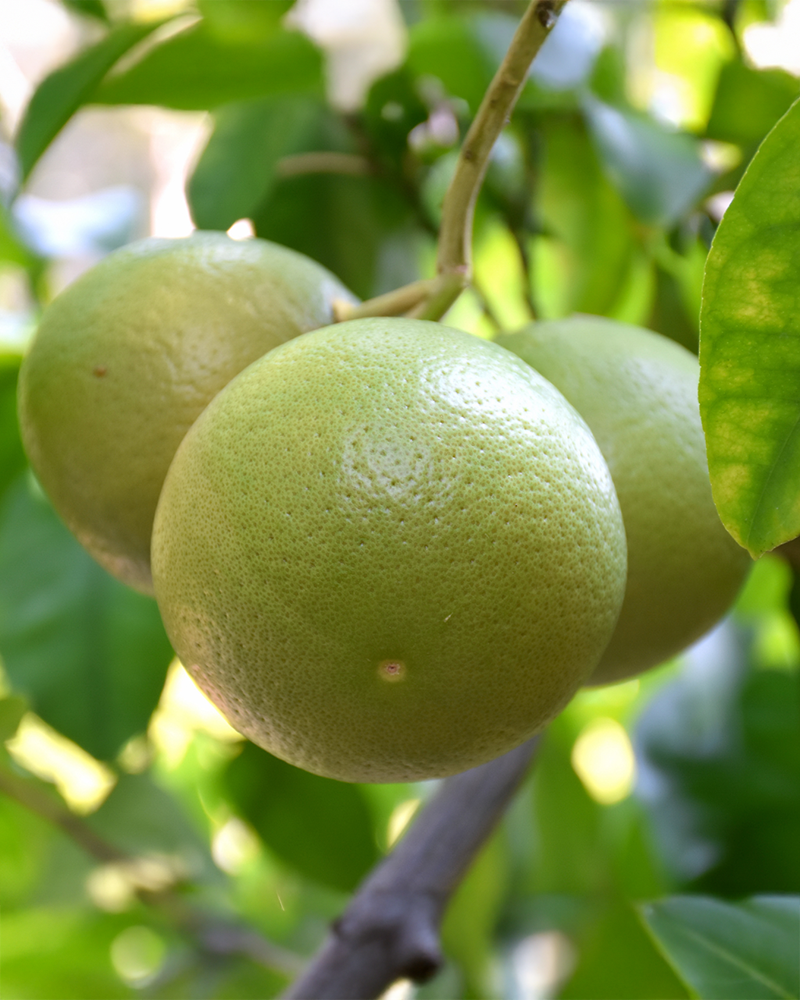 Citrus Star Ruby Grapefruit 12"
