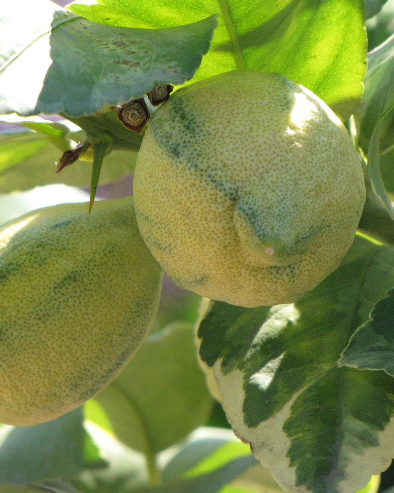 Citrus Variegated Pink Lemon 12"