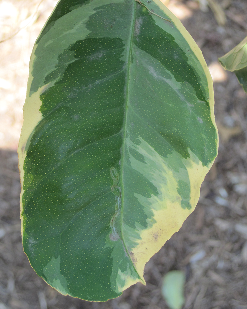 Citrus Variegated Pink Lemon 6\"x12\"