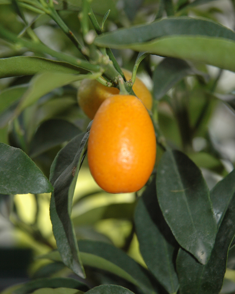 Citrus Nagami Kumquat 12"
