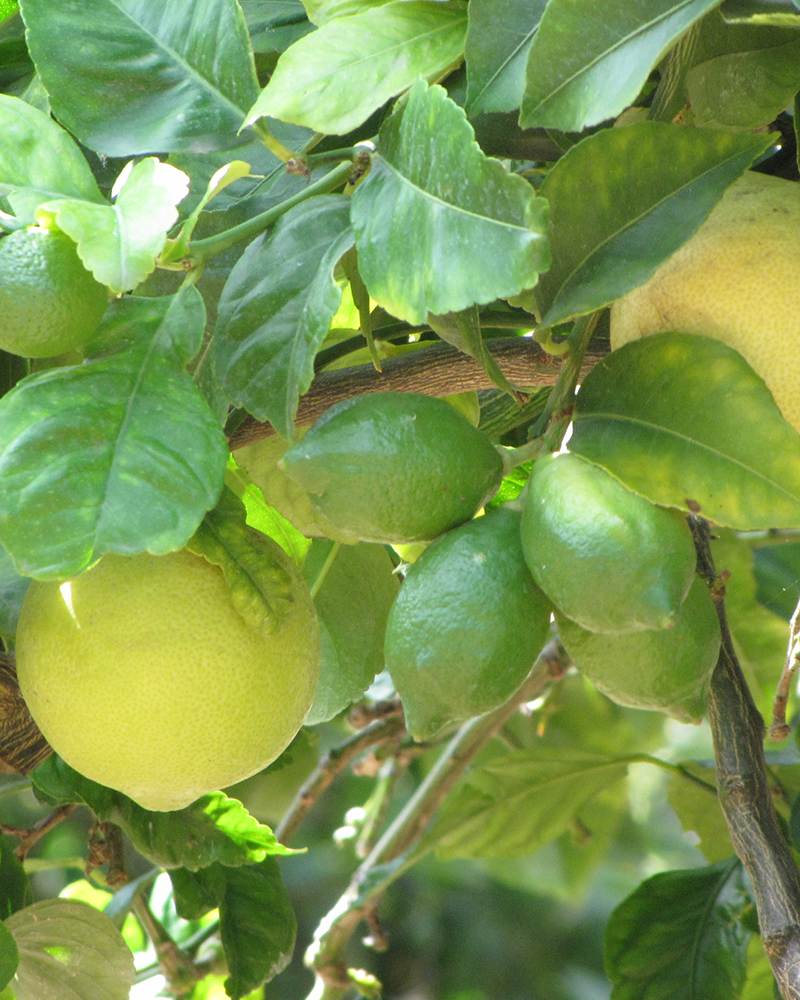 Citrus Eureka Lemon 12"