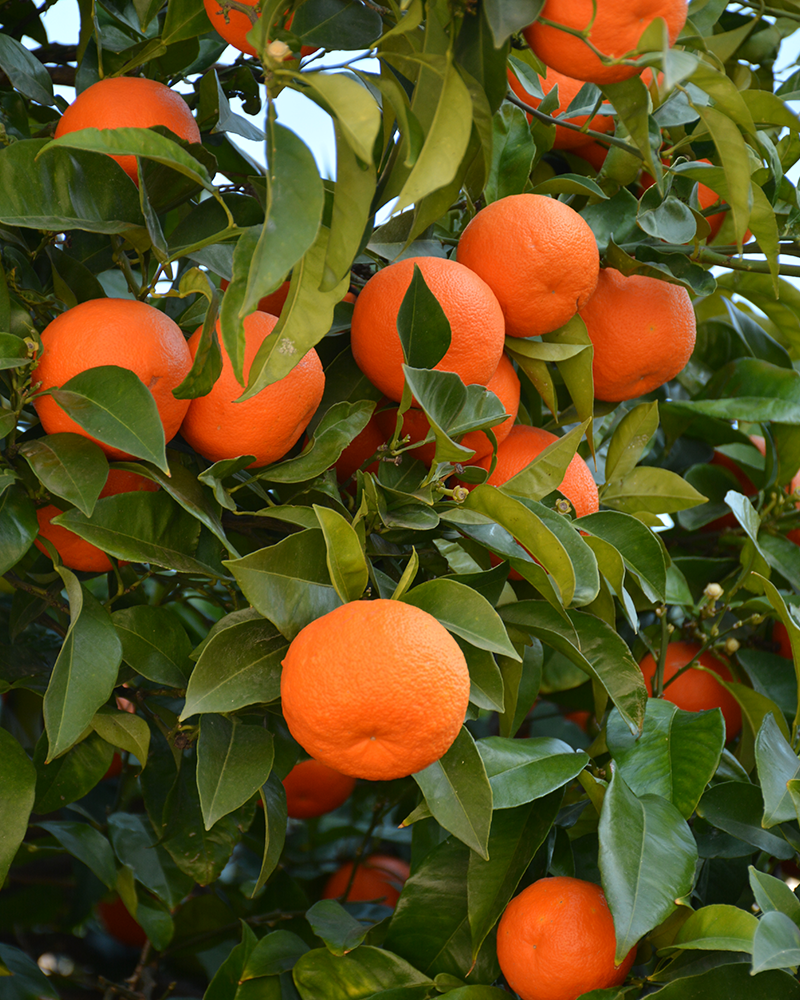 Citrus Valencia Orange 12"