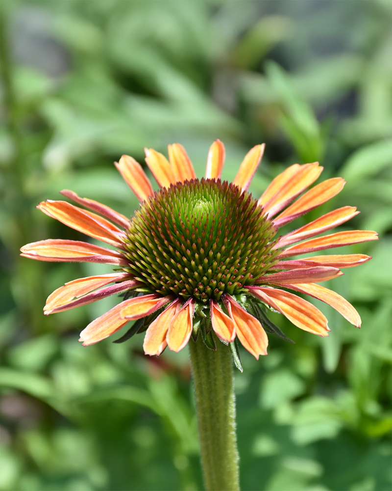 Butterfly Rainbow Marcella Coneflower #1<br><i>Echinacea 'Rainbow Marcella'</br></i>