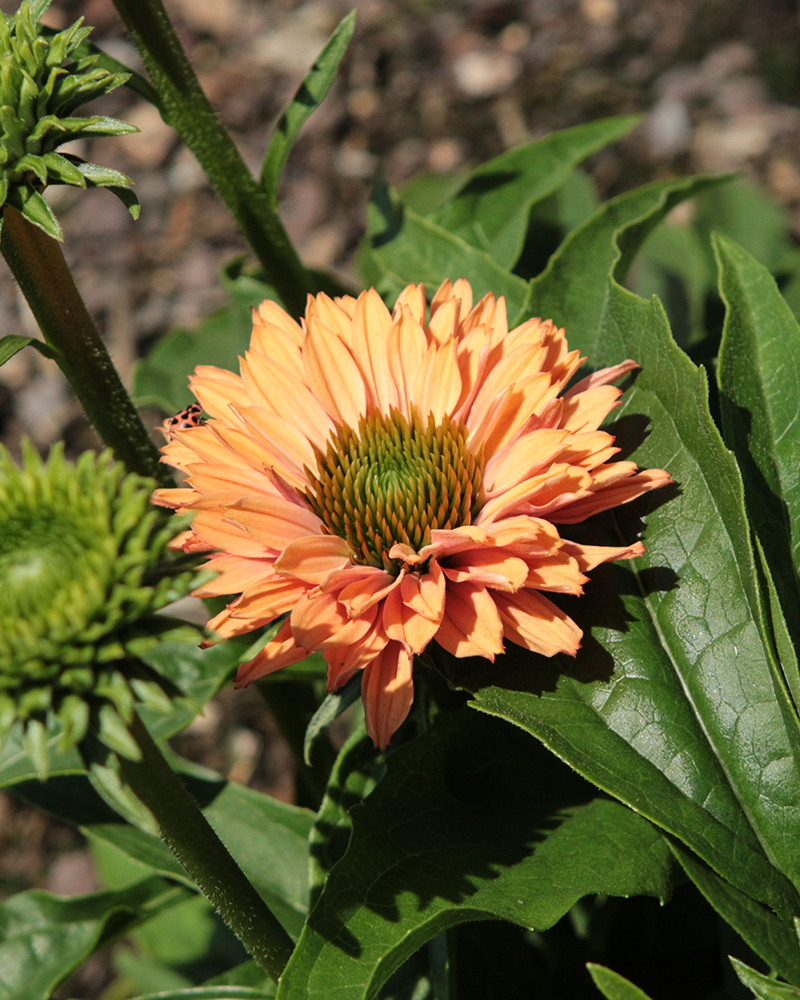 SunSeekers® Pumpkin Pie Coneflower #1<br><i>Echinacea 'SunSeekers Pumpkin Pie'</br></i>