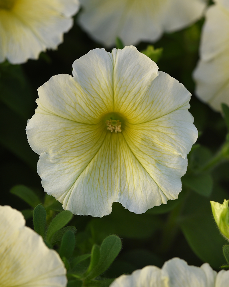 Petunia Madness Yellow 4"