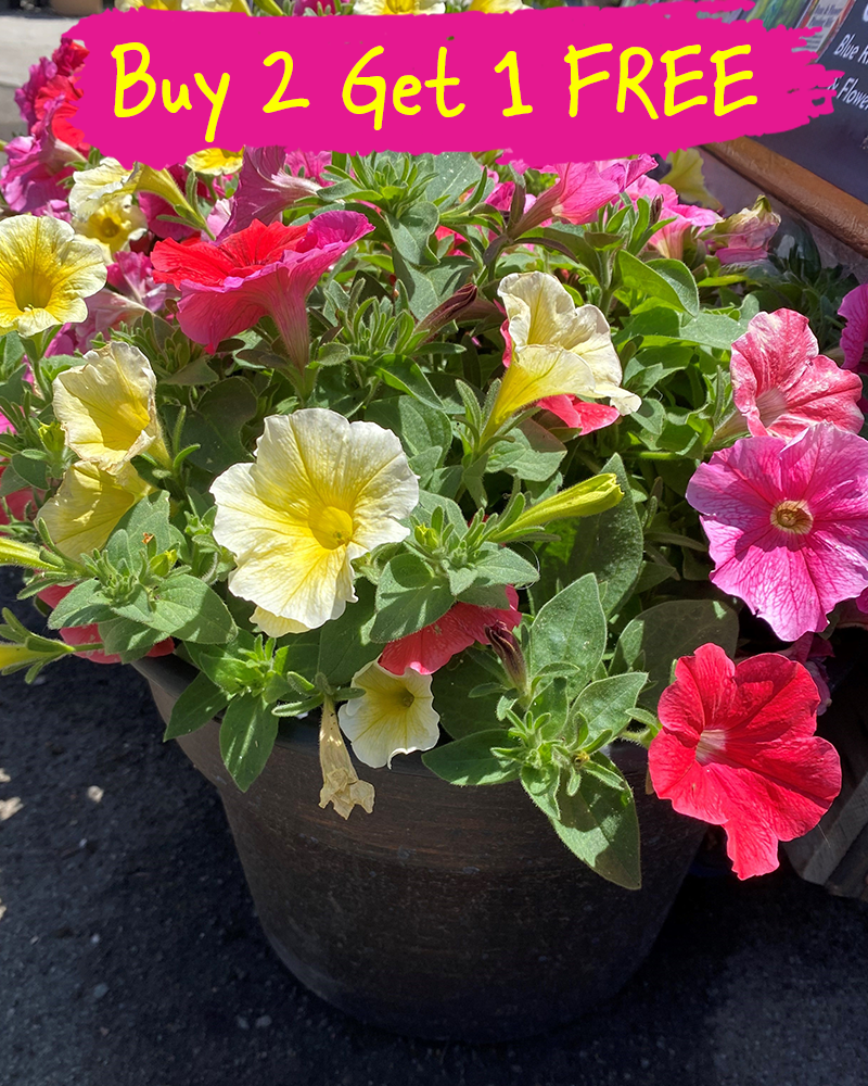 MixMasters Before You Know It Patio Pot 12"