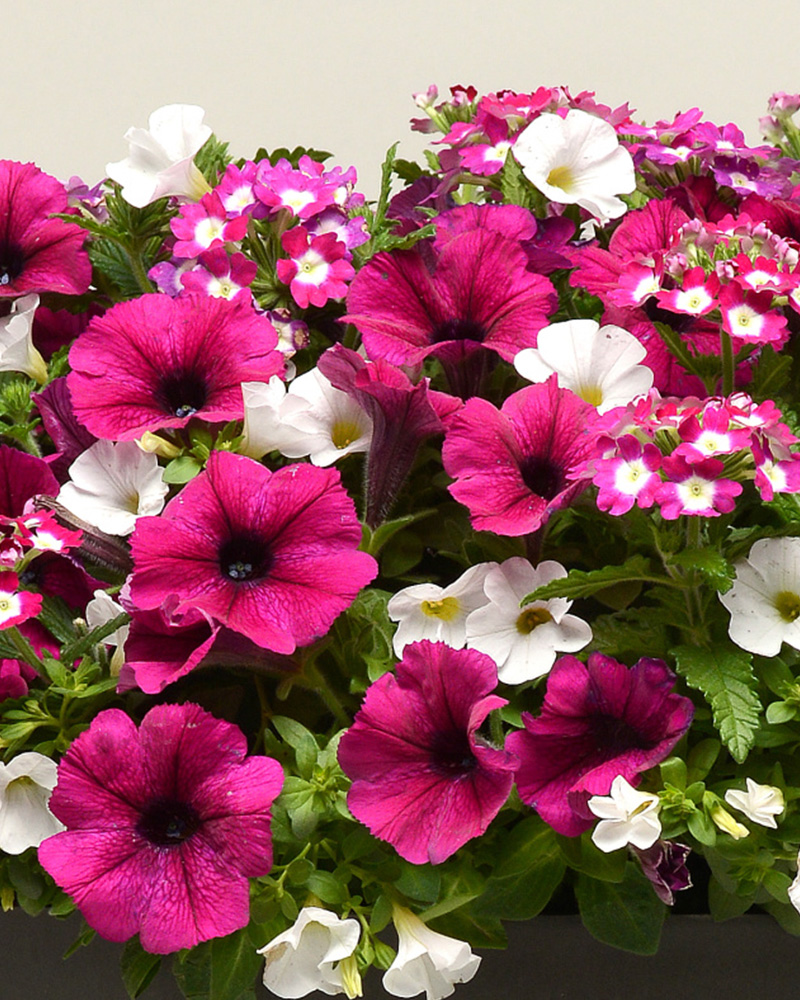 MixMasters Berry Basket Hanging Basket 10"