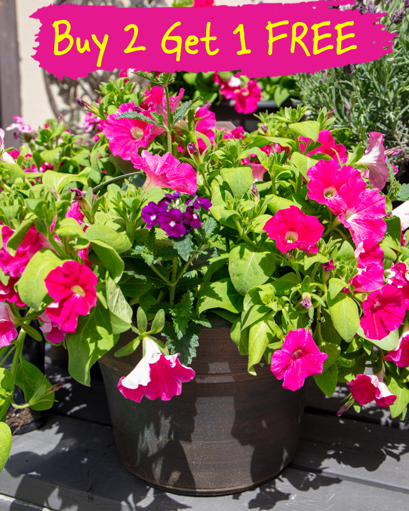 MixMasters Jazzberry Jam Patio Pot 12"