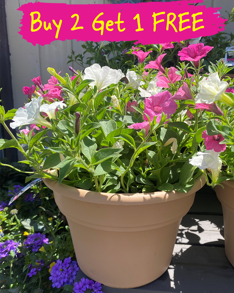 MixMasters Touch of Sugar Patio Pot 10"