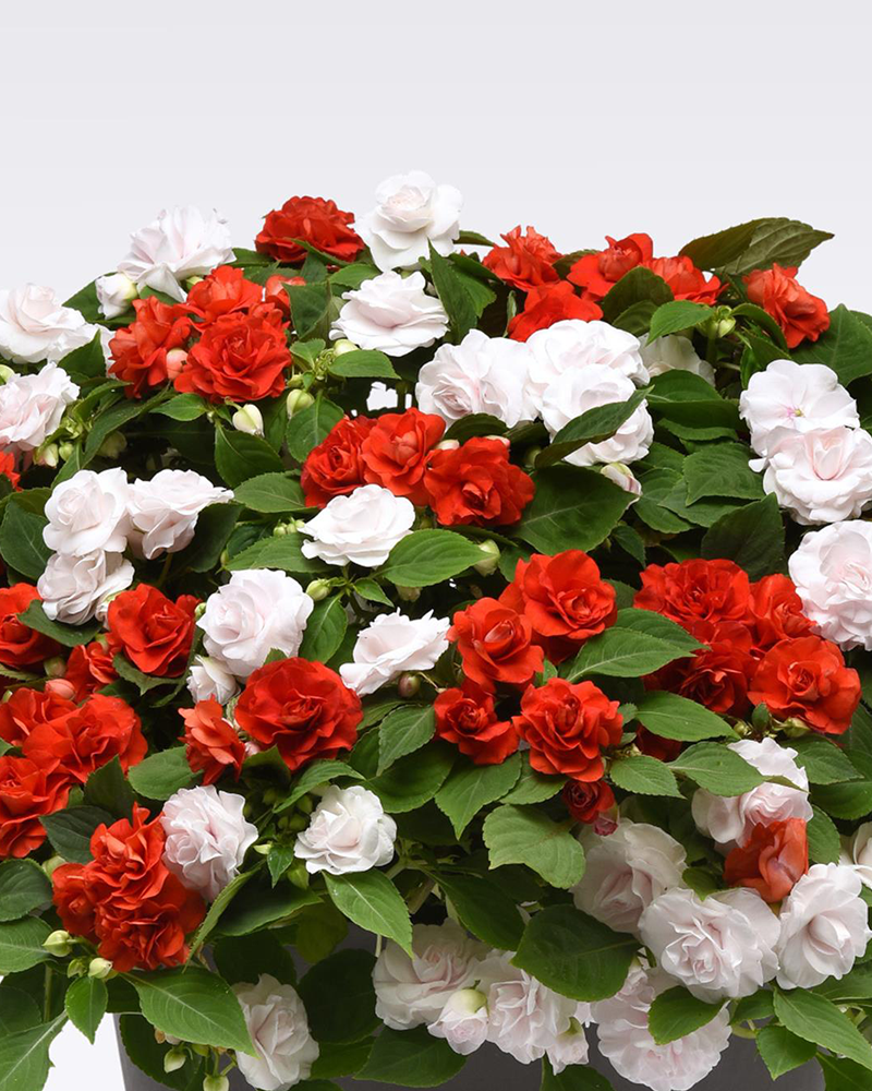 MixMasters Glimmerazzi Hanging Basket 12"