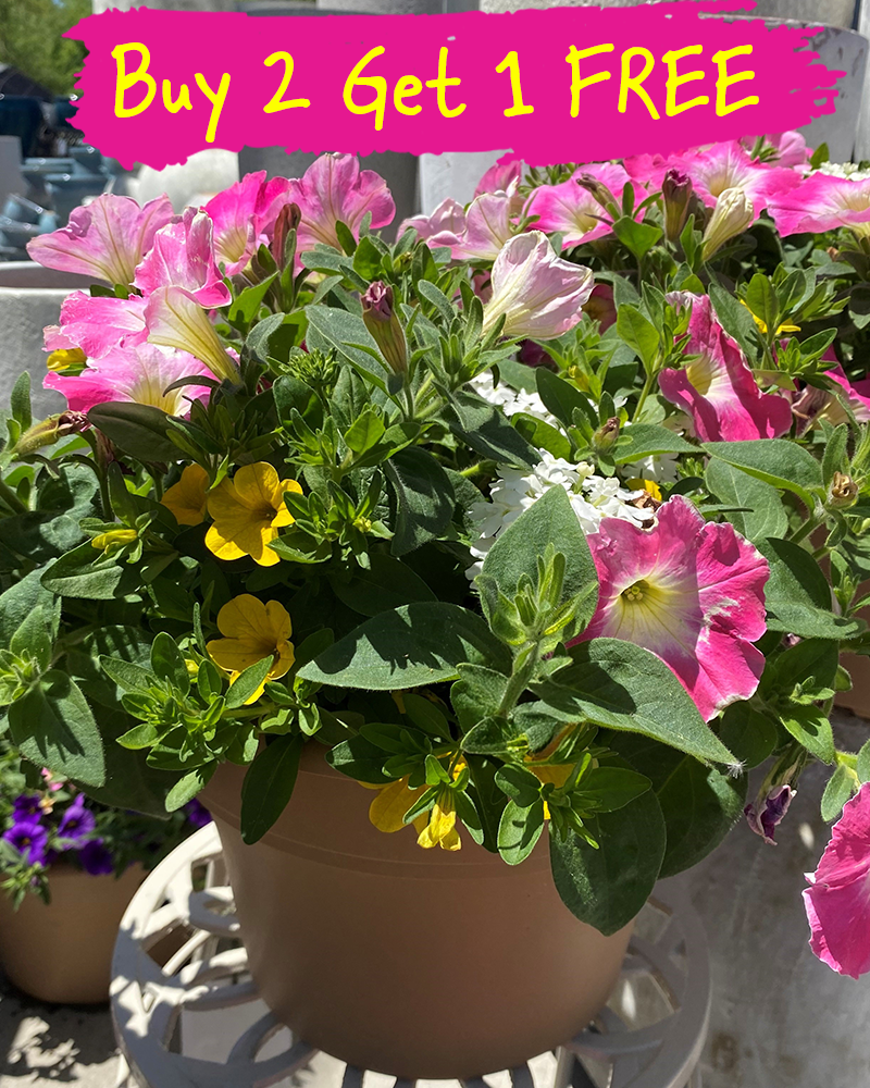 MixMasters Paradise Sunrise Patio Pot 10"