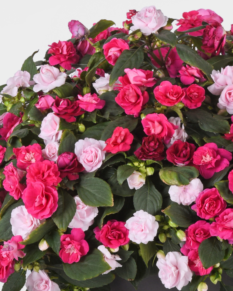 MixMasters All that Glimmers Hanging Basket 12"
